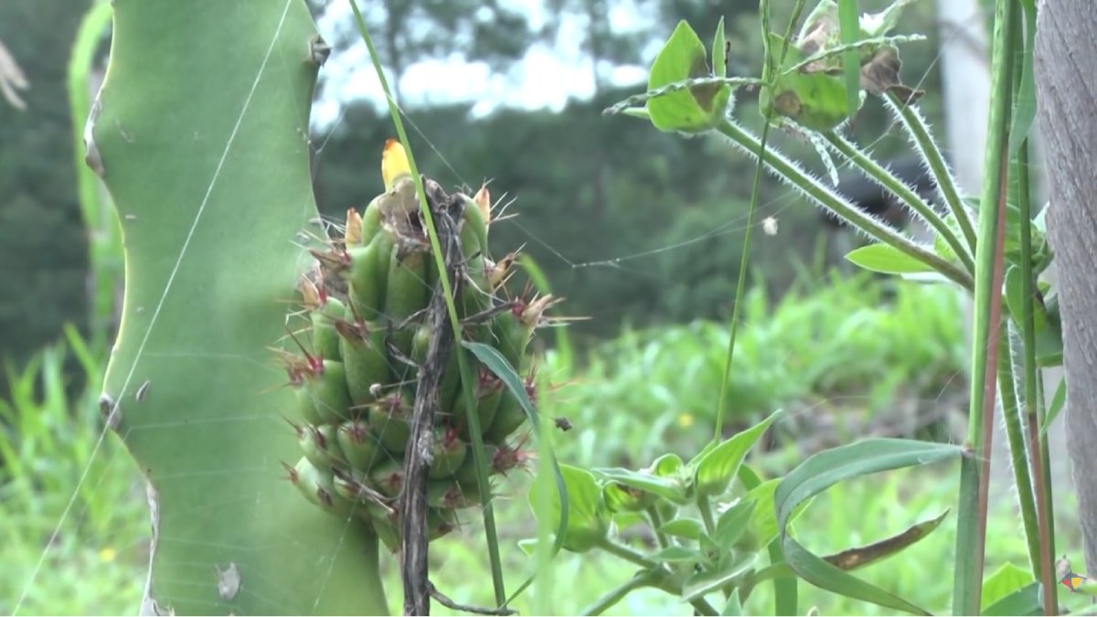 Vinhos, chopes e geleias feitos da fruta impulsionam o comércio e fortalecem a economia local