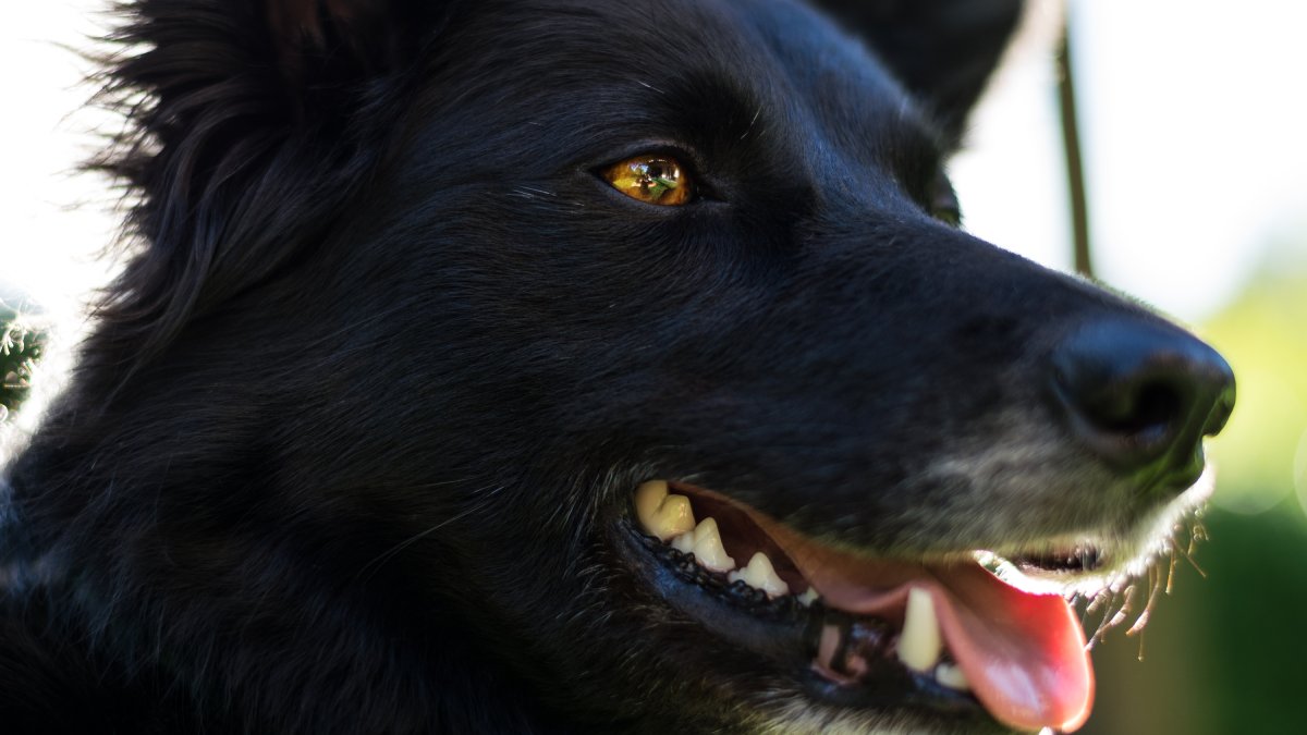Cães podem exibir sinais corporais aparentemente contraditórios, segundo especialistas