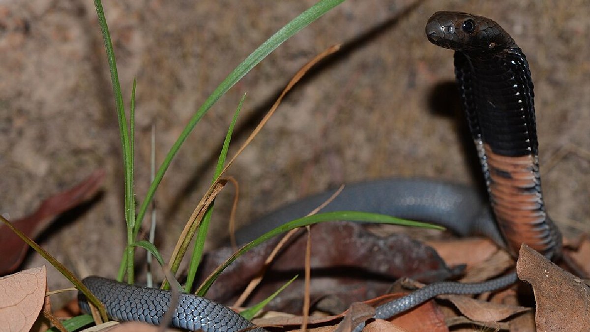 A cobra Hemachatus nyangensis é diferente de todas as outras espécies conhecidas (Foto: Marius Burger/Wikimedia Commons)