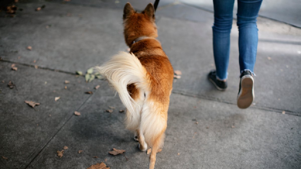 Portanto, o significado varia conforme o contexto, a raça, a personalidade e o histórico do animal (Fotos: Freepik)