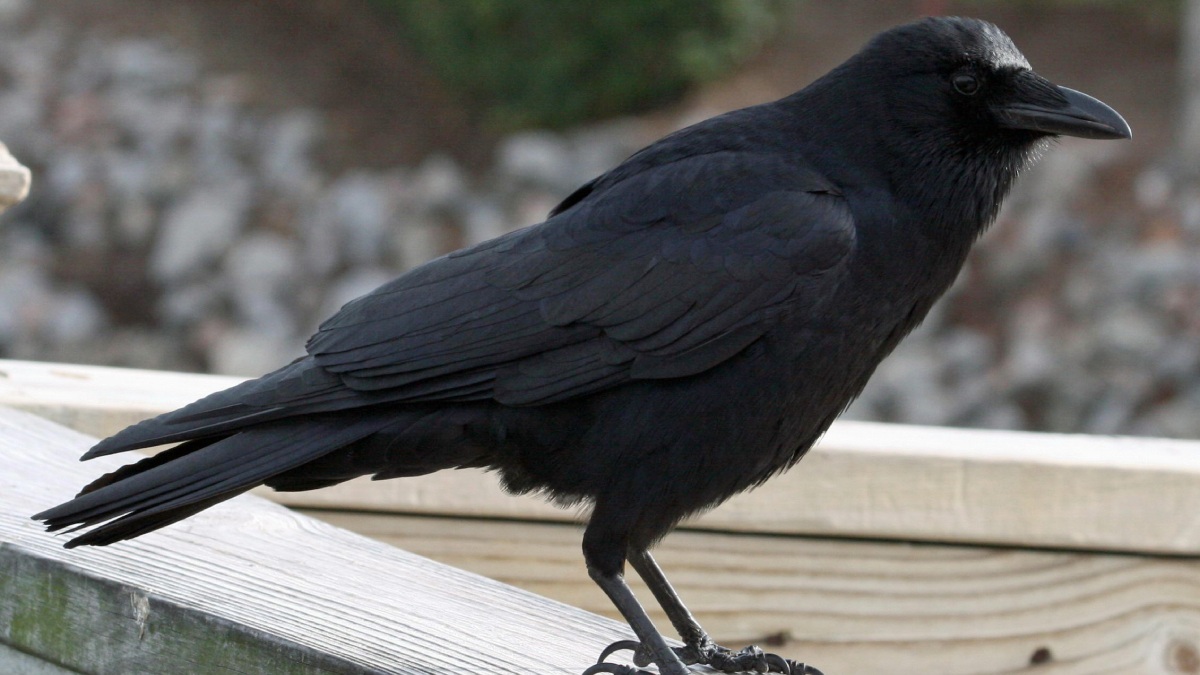 A imagem mostra um corvo-americano (Corvus brachyrhynchos), uma ave comum e inteligente encontrada em grande parte da América do Norte. Foto: Wikimedia Commons