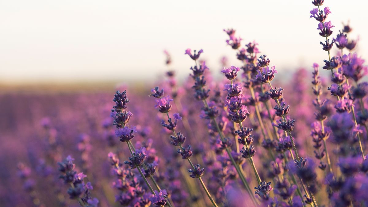 A lavanda, popular em jardins e vasos, tende a se tornar lenhosa se não for podada com frequência (Foto: Freepik)