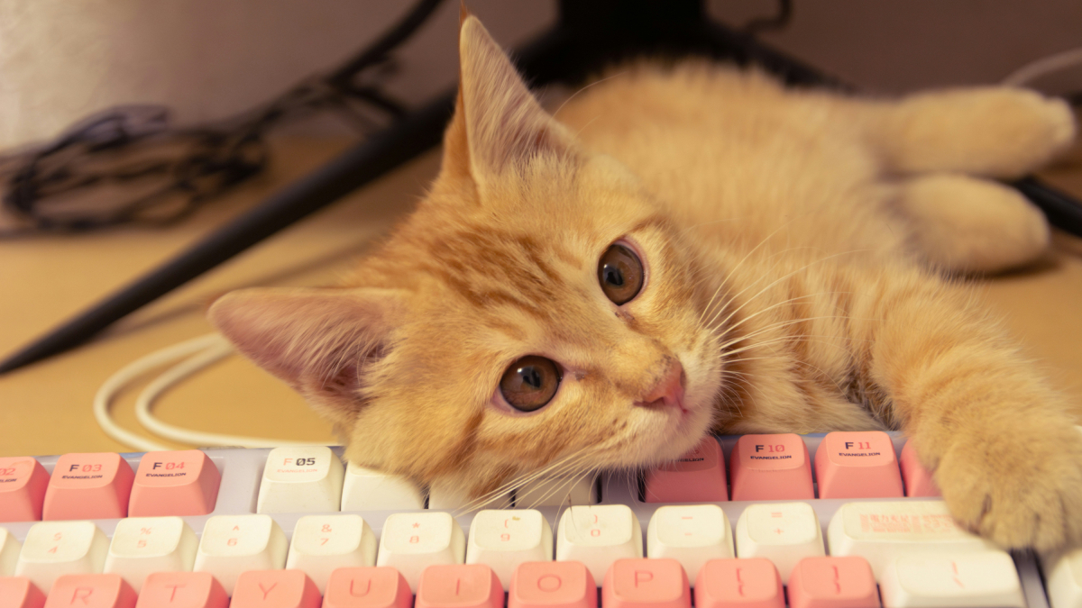 Desta forma, o teclado funciona como um tapete térmico aconchegante, perfeito para um cochilo - (Sk Zhao/Unsplash)