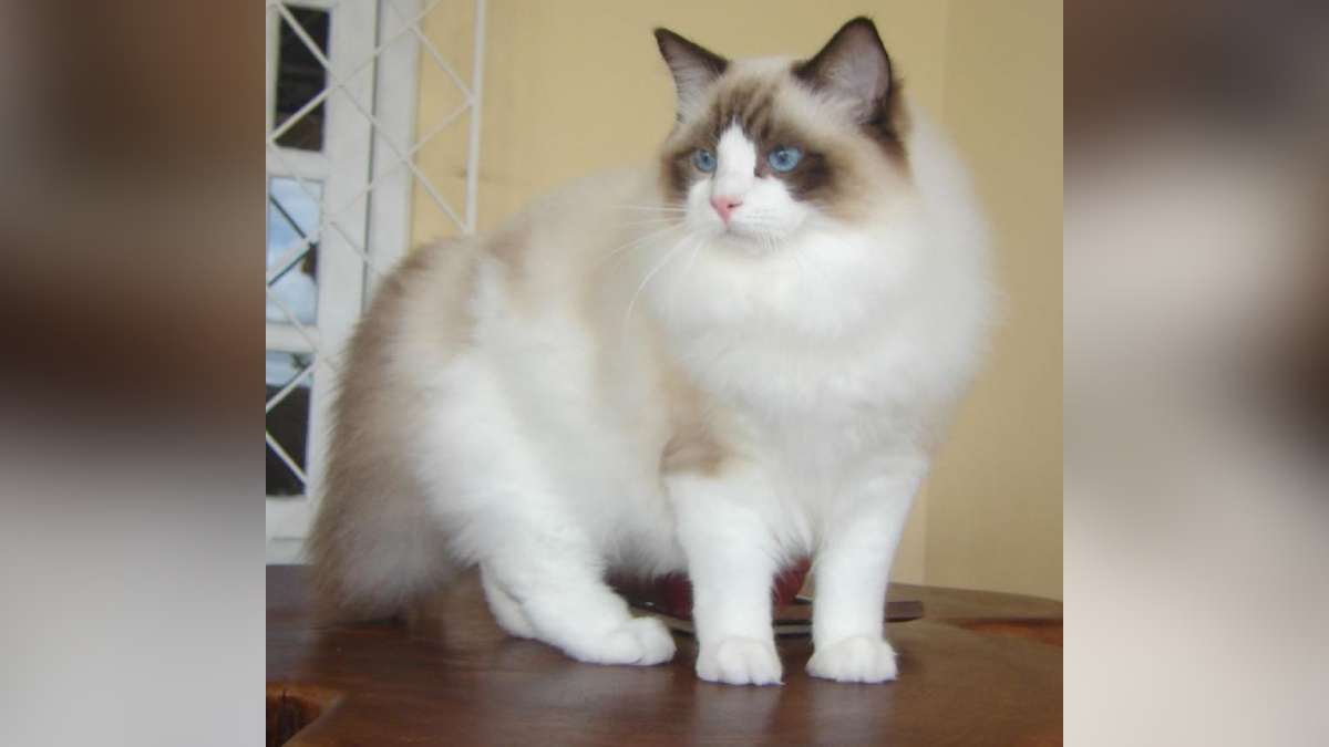 O nome ragdoll significa "boneca de pano" uma referência ao hábito curioso dessa raça de relaxar completamente quando é pega no colo. Foto: Wikimedia Commons
