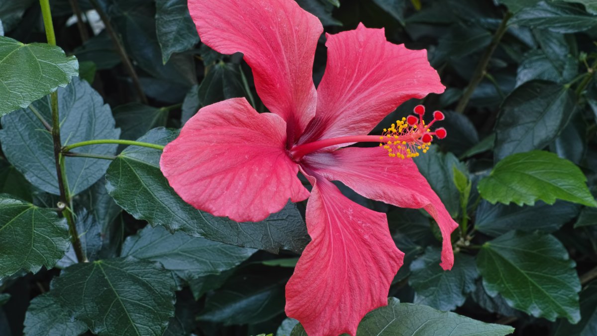 Outras ervas e plantas possuem benefícios medicinais que ajudam no tratamento contra o inchaço. Entre elas podem ser citas o Hibisco: propriedades purificantes ajudam a desintoxicar o corpo e apoiam a saúde circulatória, com efeito diurético e calmante. Foto: Reprodução/Wikimedia Commons
