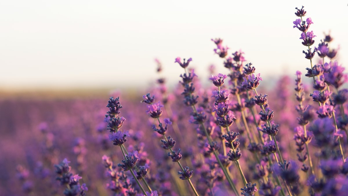 1- Lavanda