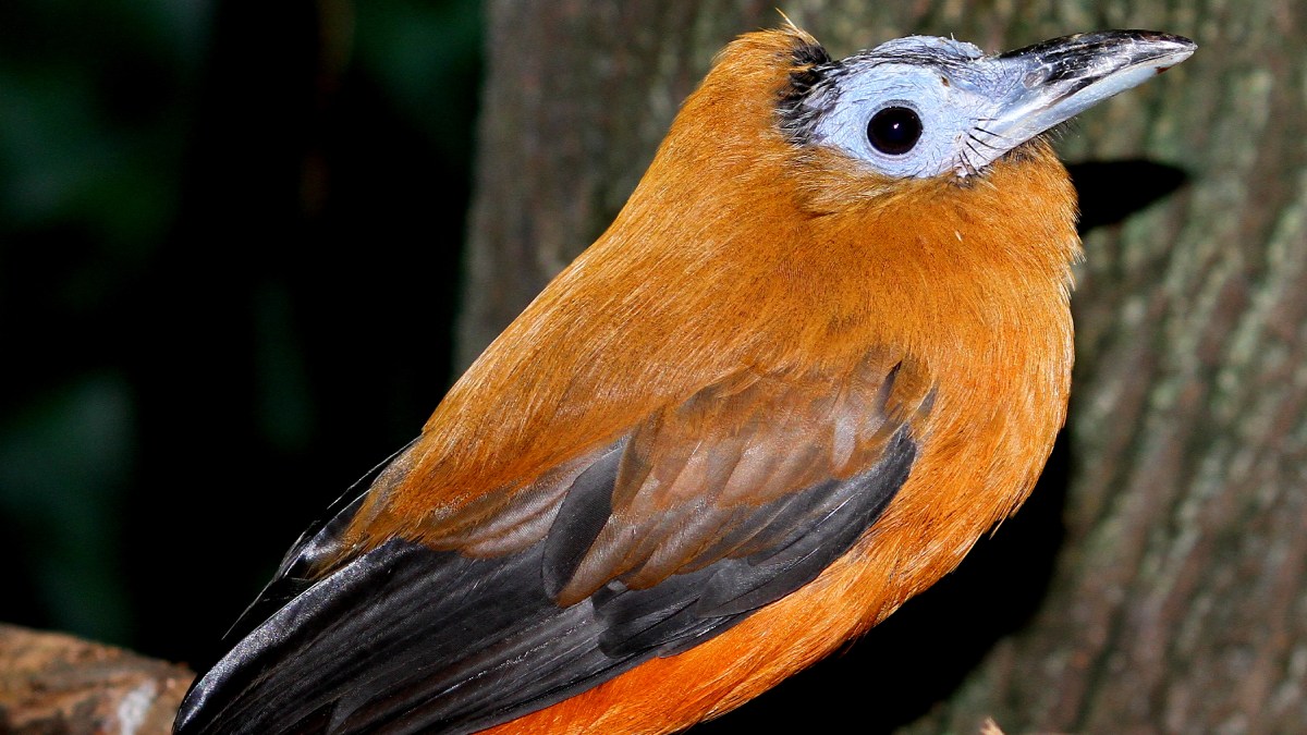 A ave na imagem é um maú (Perissocephalus tricolor), também conhecido como pássaro-capuchinho ou pássaro-boi. Foto: Wikimedia Commons