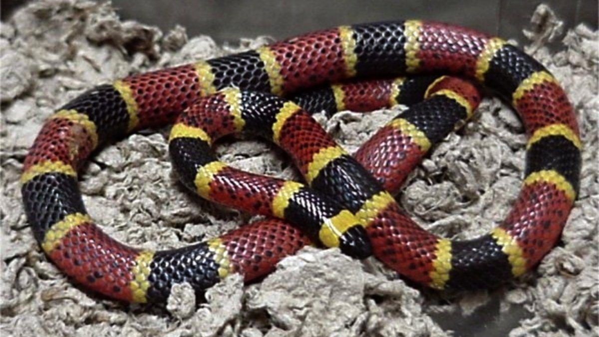 Coral-verdadeira do gênero Micrurus /Dawson/Wikimedia Commons