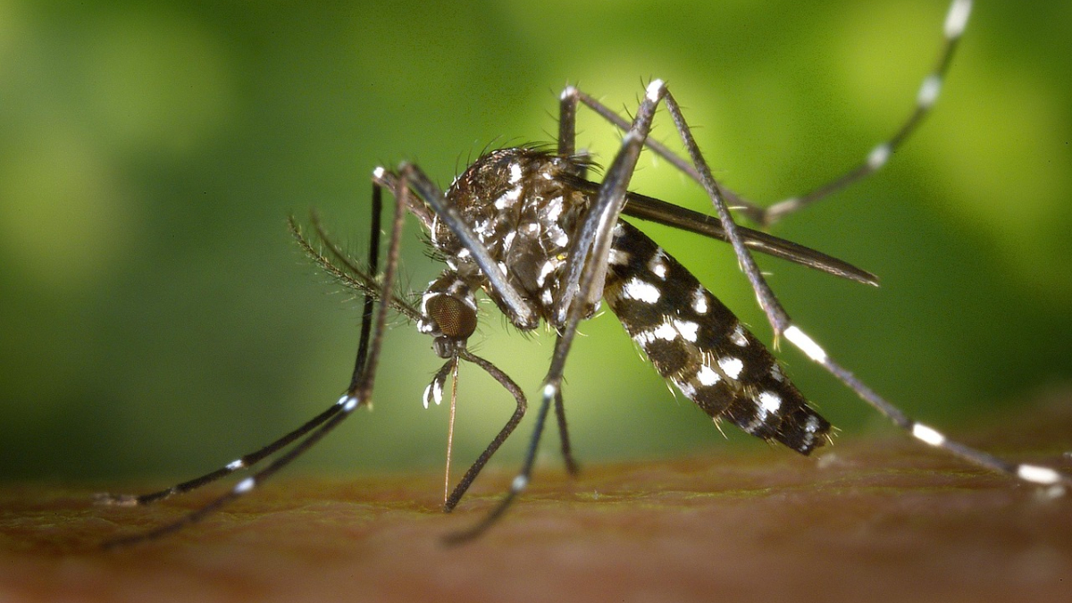 Mosquito da Dengue