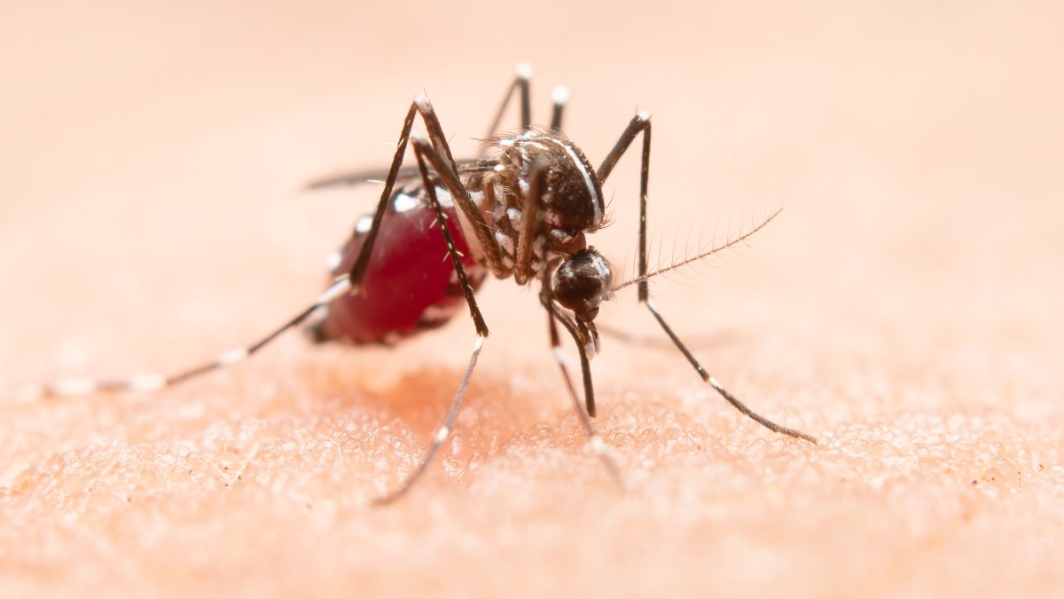 O mosquito da dengue pode estar mais perto do que você imagina  inclusive dentro da sua casa