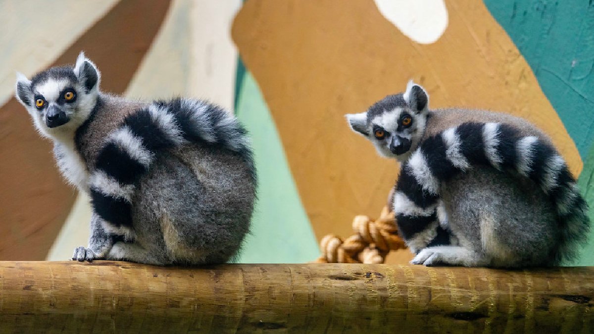 Durante todo o mês de outubro, a entrada será gratuita para crianças acompanhadas de um adulto pagante. Fotos: Divulgação/Zoo de SP