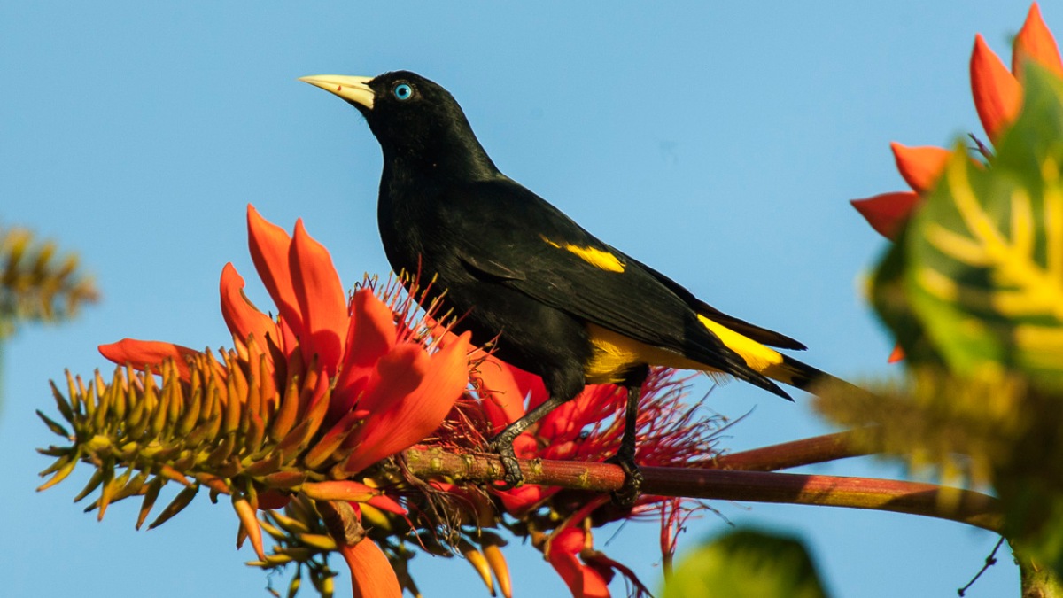 O pássaro na imagem é um Xexéu (Cacicus cela), também conhecido por outros nomes como japiim, japu e joão-conguinho. Esta ave pertence à família Icteridae e é bastante comum nas regiões Norte e Centro-Oeste do Brasil. Foto: Wikimedia Commons