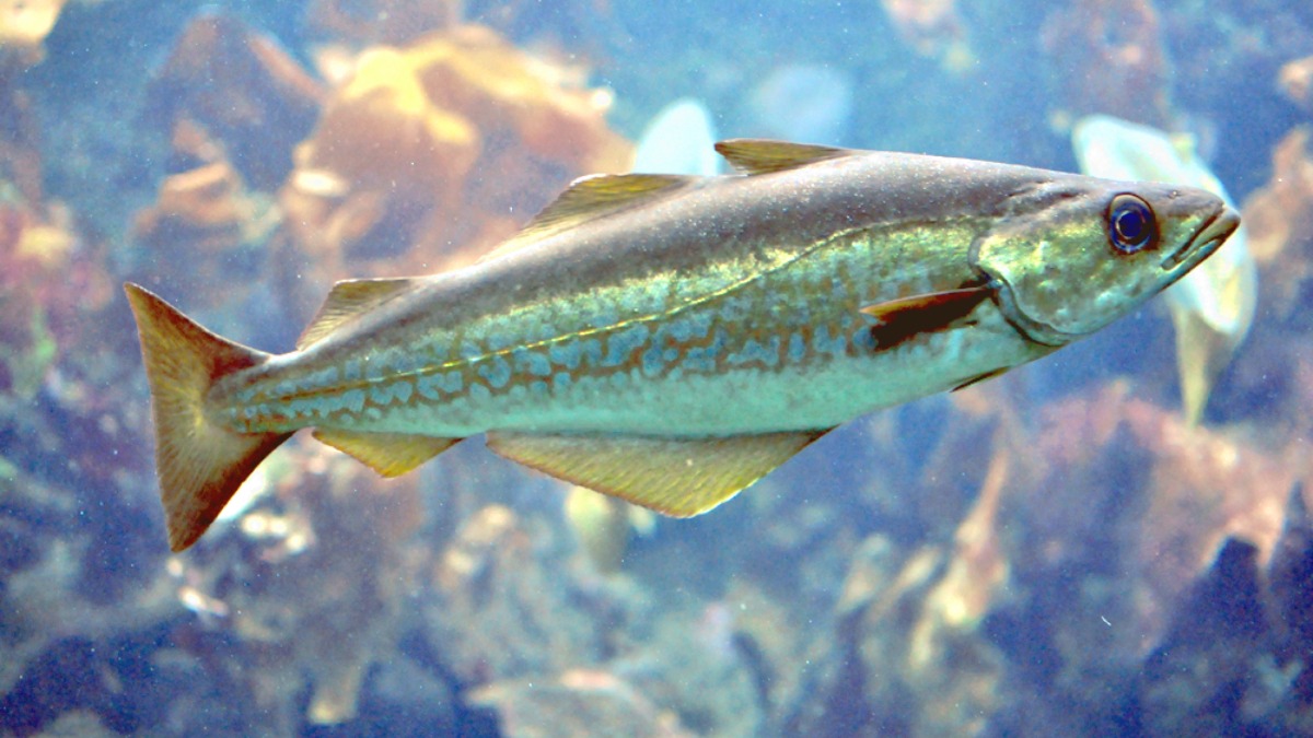 O pollock se destaca por ser um peixe de baixo teor calórico. Em 100 gramas, contém cerca de 18 gramas de proteína e apenas 72 calorias. Foto: Wikimedia Commons