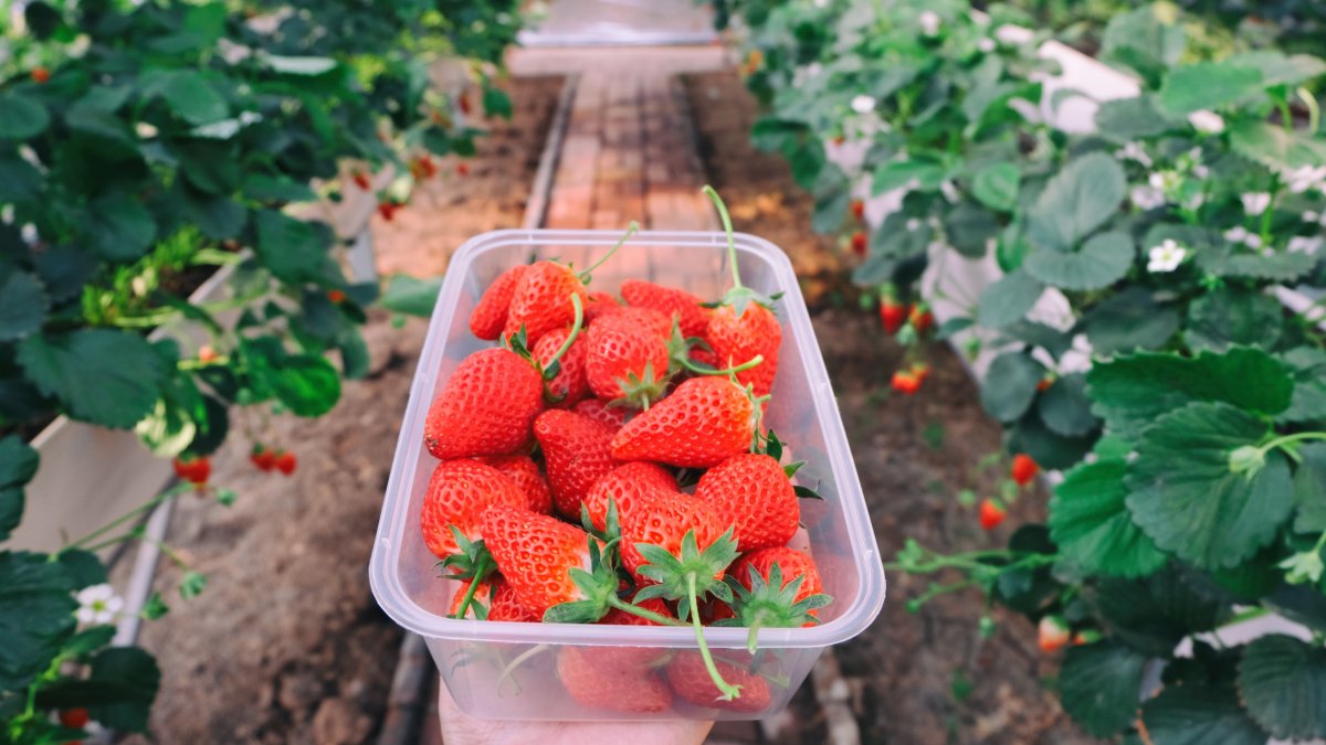 Cortar os estolões redireciona a energia da planta e multiplica a produção de frutos