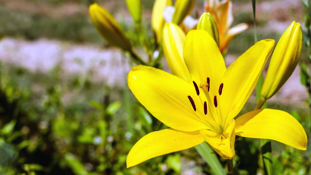 Algumas plantas já estão acostumadas com clima quente e seco e por isso não necessitam serem regadas todos os dias. Lírio: regar até três vezes na semana. Foto: Pixnio/Couleur