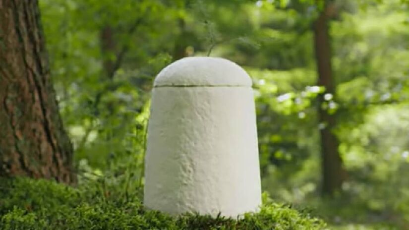 Além deste produto, a empresa também oferece urnas de cogumelos, para o armazenamento das cinzas cremadas. O caixão custa mil dólares (R$ 5.700), enquanto as urnas custam 212 dólares (algo em torno de R$ 1.200) - (Divulgação/Loop Biotech)