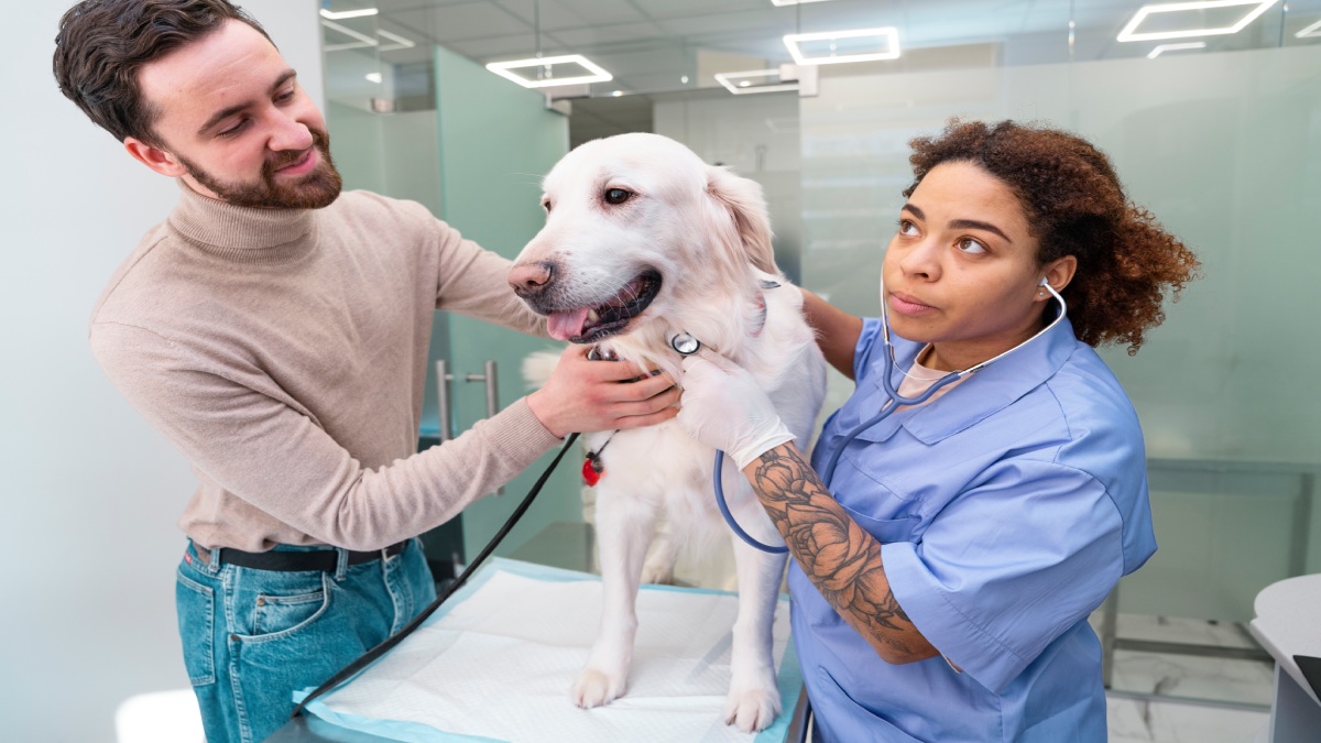 Veterinários reforçam que a umidade constante na pele causada pelas lambidas abre espaço para infecções e inflamações, intensificando ainda mais a coceira e a dor