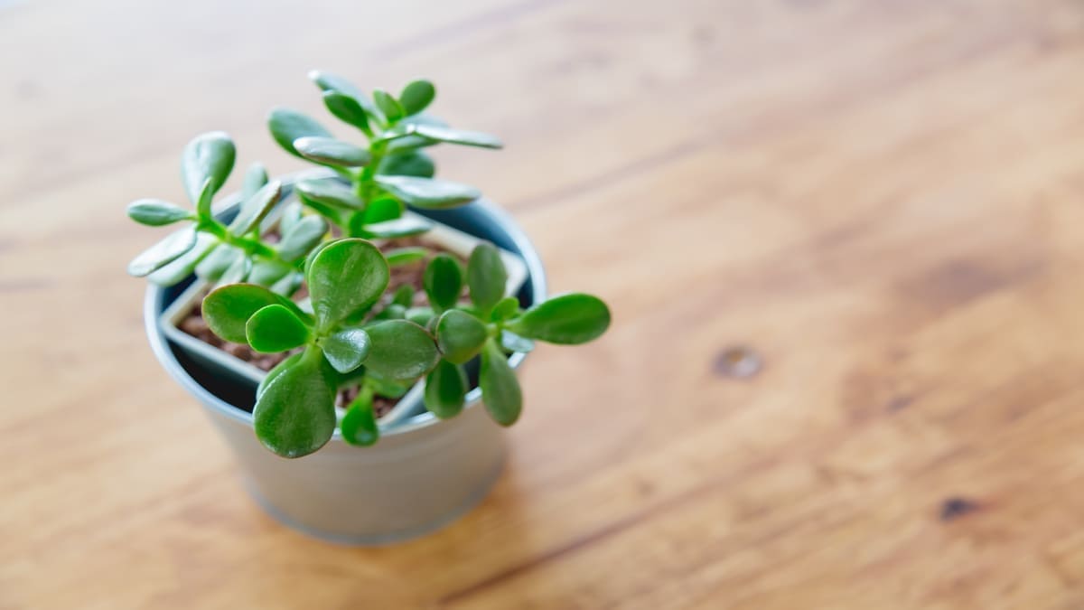 Planta-jade: suculenta com folhas que lembram moedas, simbolizando riqueza e sucesso. Fácil de cuidar, traz energia positiva e prosperidade. - Freepik