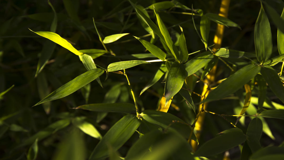 Bambu-da-sorte: símbolo de fortuna e equilíbrio, cresce em água ou solo. Segundo o Feng Shui, atrai sorte e riqueza. - Freepik