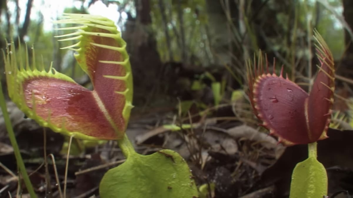 Plantas carnívoras tem uma incrível capacidade de adaptação a climas extremos - Reprodução/YouTube