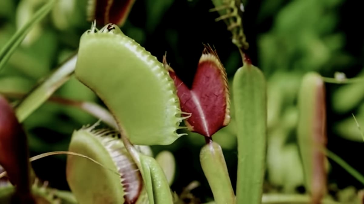 Ao contrário do que muitos pensam, a fome da planta carnívora é refinada - Reprodução/YouTube