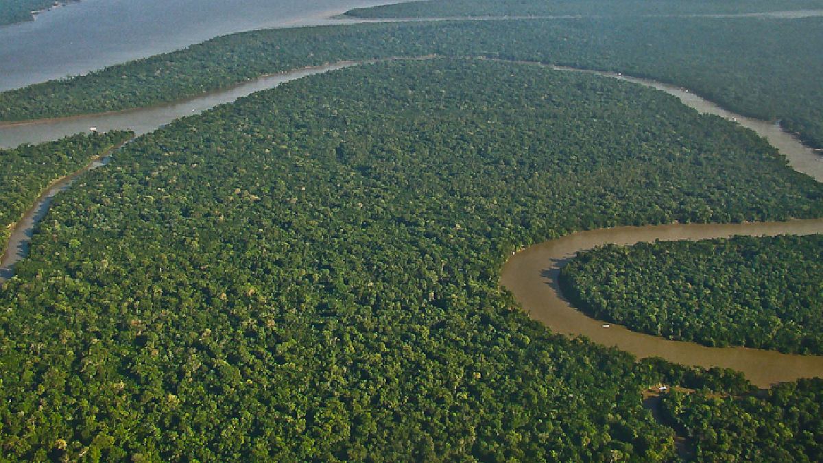 Esses peixes se escondem nas águas amazônicas. Imagem: lubasi/Flickr