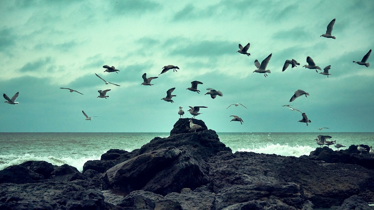 Diante de uma aventura tão longa, muitos podem se questionar como os pássaros não acabam exaustos durante os voos sobre o oceano (onde não há terra ou árvores para descanso) - (Wirestock/Freepik)