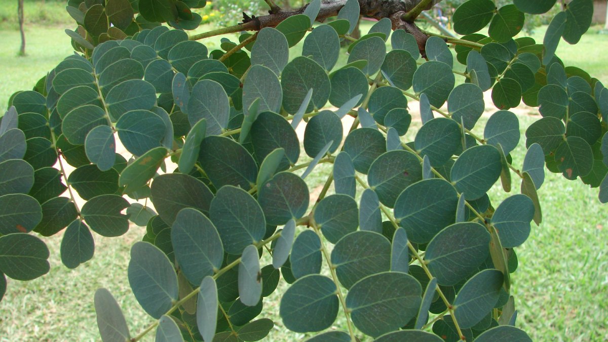 Planta típica do cerrado, o barbatimão é usado há séculos por suas propriedades cicatrizantes e anti-inflamatórias (Foto: Eurico zimbres/ Wikimedia Commons)