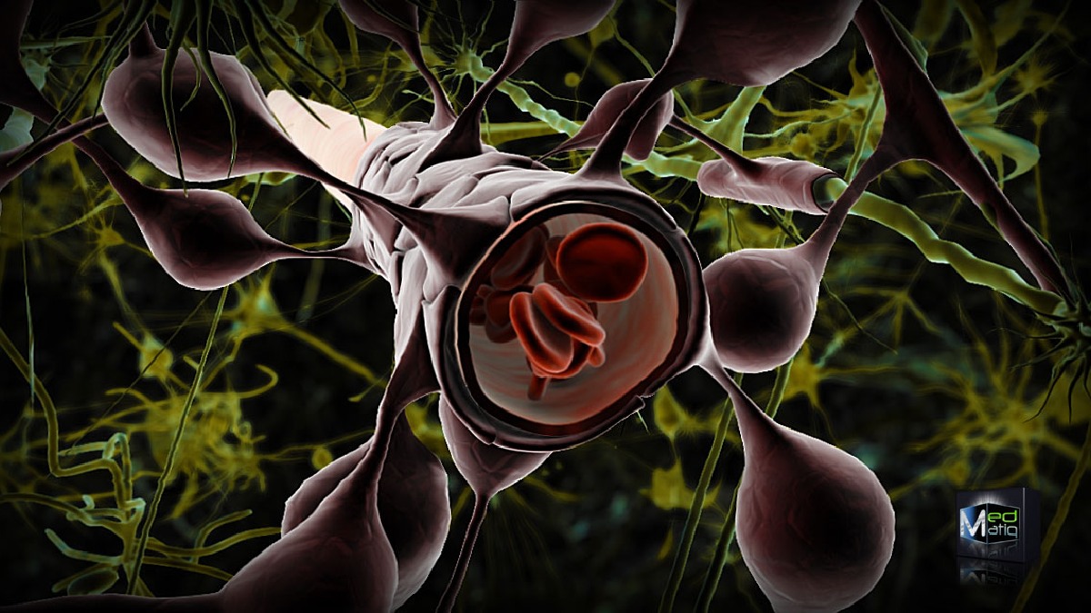 o próximo passo é desenvolver um inibidor capaz de ultrapassar mais facilmente a barreira hematoencefálica. Imagem: Ben Brahim Mohammed/Wikimedia Commons