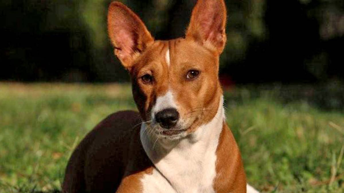 Basenji: o cão que não late Chamado de "o cão que não late", o Basenji é uma das raças mais limpas do mundo canino. Tem pelagem curta, lisa e sem oleosidade, o que evita odores. Ele também tem o hábito de se lamber, como os gatos, mantendo o corpo sempre limpo e com cheiro neutro.