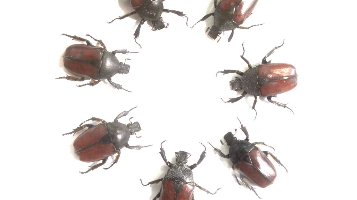 Machos de Tribolium castaneum interagem em arena experimental criada pela Universidade de East Anglia, ambiente que permitiu avaliar a frequência de relações homo e bissexuais entre os insetos.