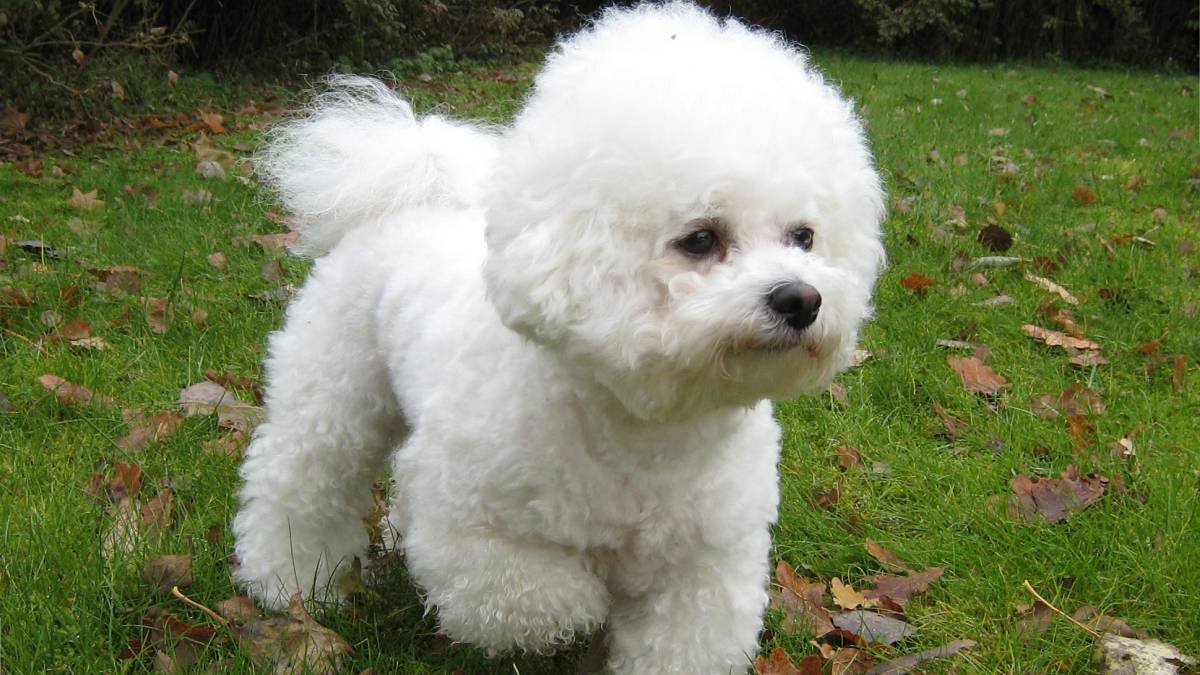 Bichon Frisé: a nuvem inodora Com aparência fofa e pelagem branca e seca, o Bichon Frisé quase não tem cheiro. Além de manter o ambiente mais limpo, é adaptável e sociável, ideal para espaços reduzidos. Fotos: Wikimedia Commons