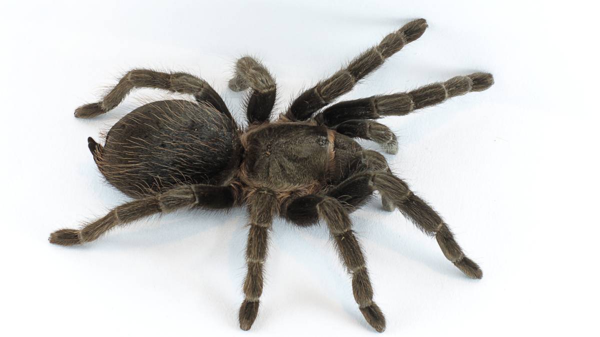Tarântula Para os curiosos que gostam de analisar o mundo animal, a tarântula é um pet extraordinário. A maioria das espécies não é agressiva ou venenosa, ocupam pouco espaço e necessitam de poucos cuidados. Você deve providenciar um terrário com substrato para que ela possa cavar esconderijos. A manutenção é fácil, mas a criação deste aracnídeo também exige licença do IBAMA. Porte: pequeno (10 a 20 cm). Expectativa de vida: fêmeas até 14 anos, machos até 6 anos. Foto: Wikimedia Commons