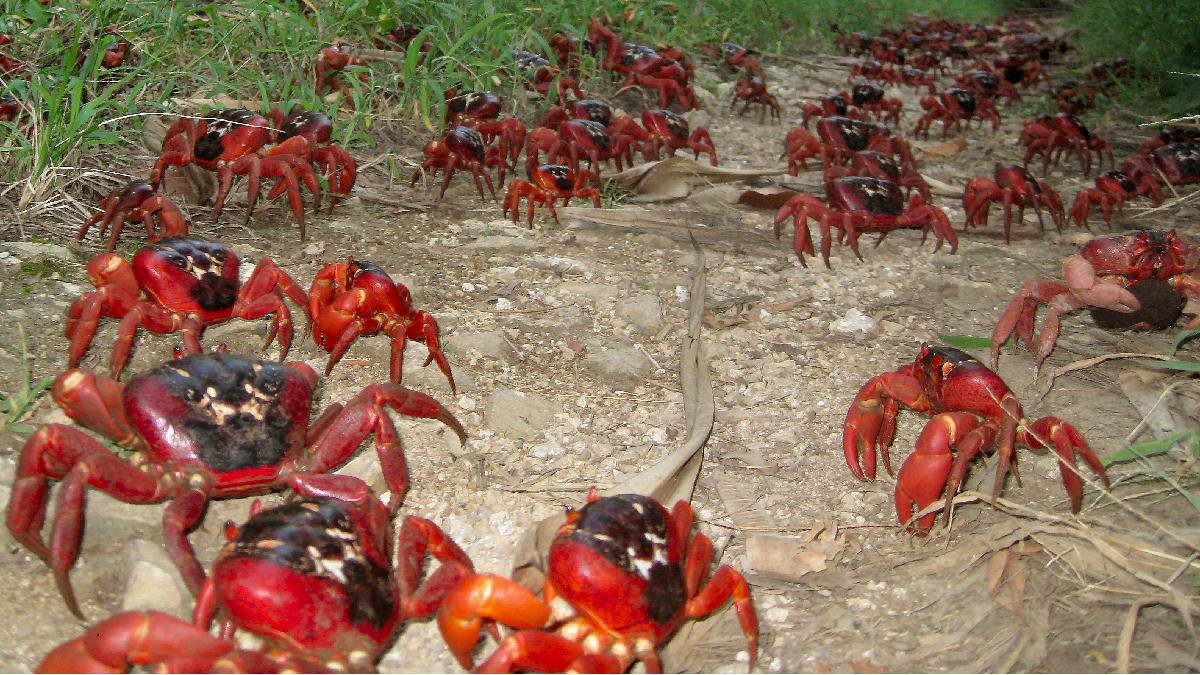 As florestas da Ilha de Christmas é habitada por esses pequenos seres vermelhos. Imagem: Ian Usher/Wikimedia Commons