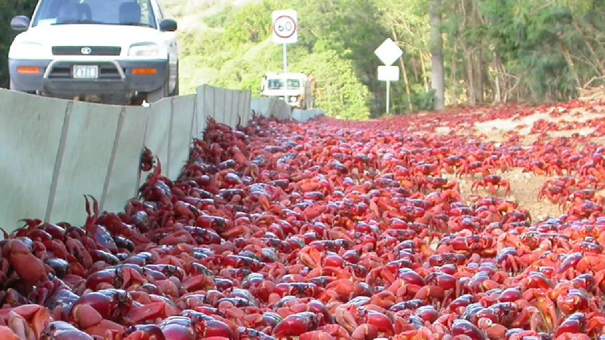 São dezenas de milhões de deles todos os anos. Imagem: Divulgação Austraian Goverment