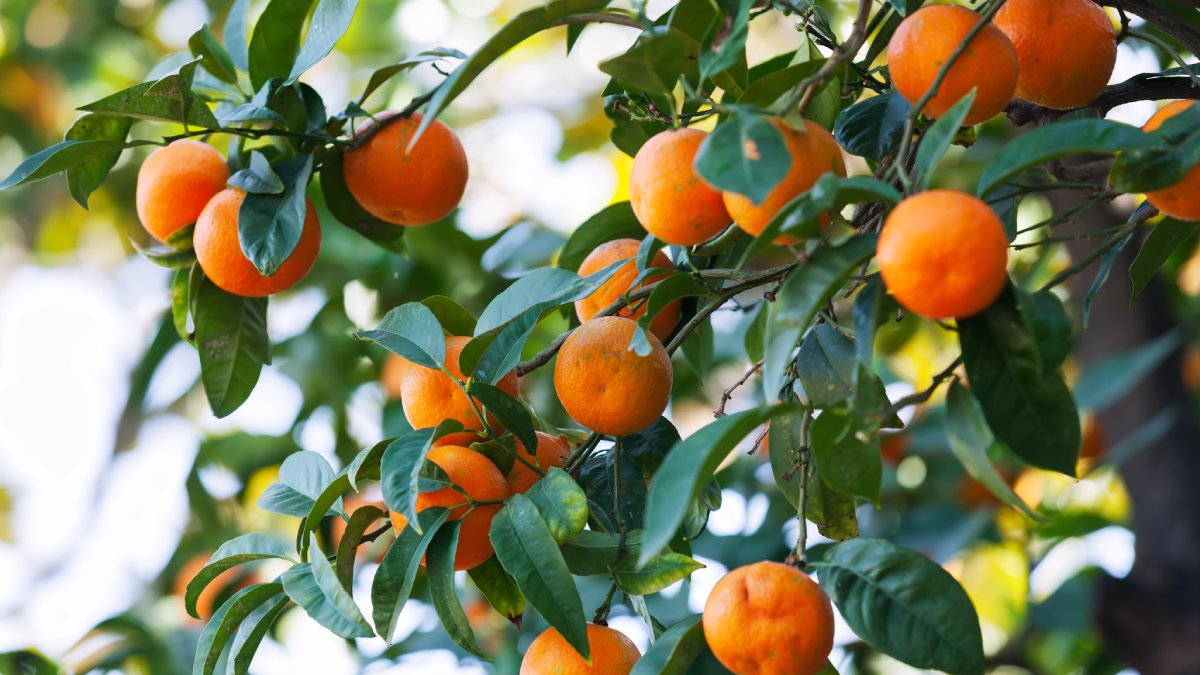 Limeira, a Capital Nacional da Laranja, preserva tradição e movimenta a economia (Fotos: Freepik)