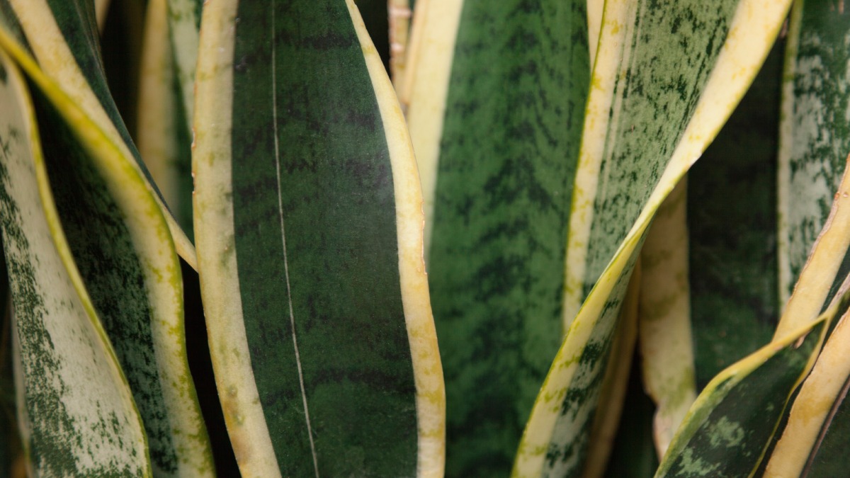 Apesar de ser uma planta versátil, há locais onde ela não deve ser colocada (Fotos: Freepik)