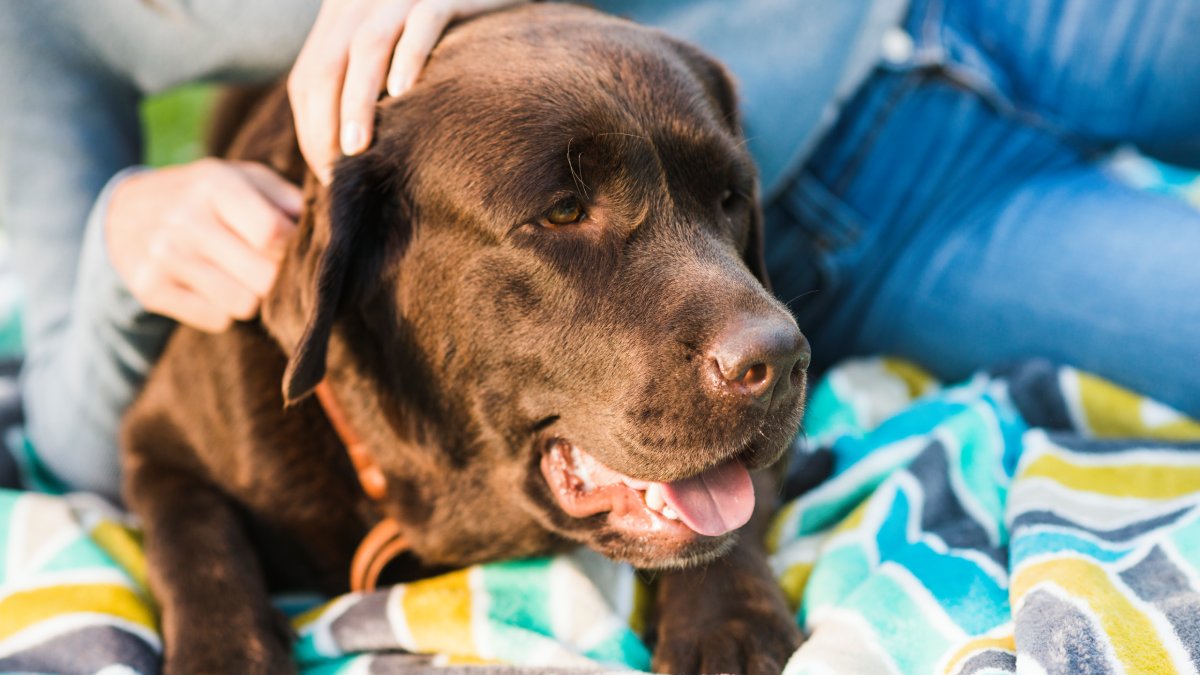 No entanto, você nunca deve usar protetor solar humano em animais (Foto: Freepik)