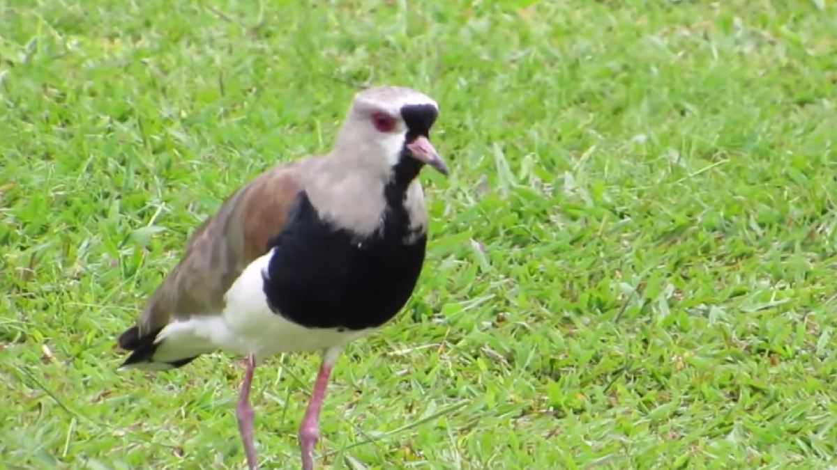 Quero-quero (Vanellus chilensis) encontrado no Rio grande Sul | Reprodução YouTube | Aves & Árvores