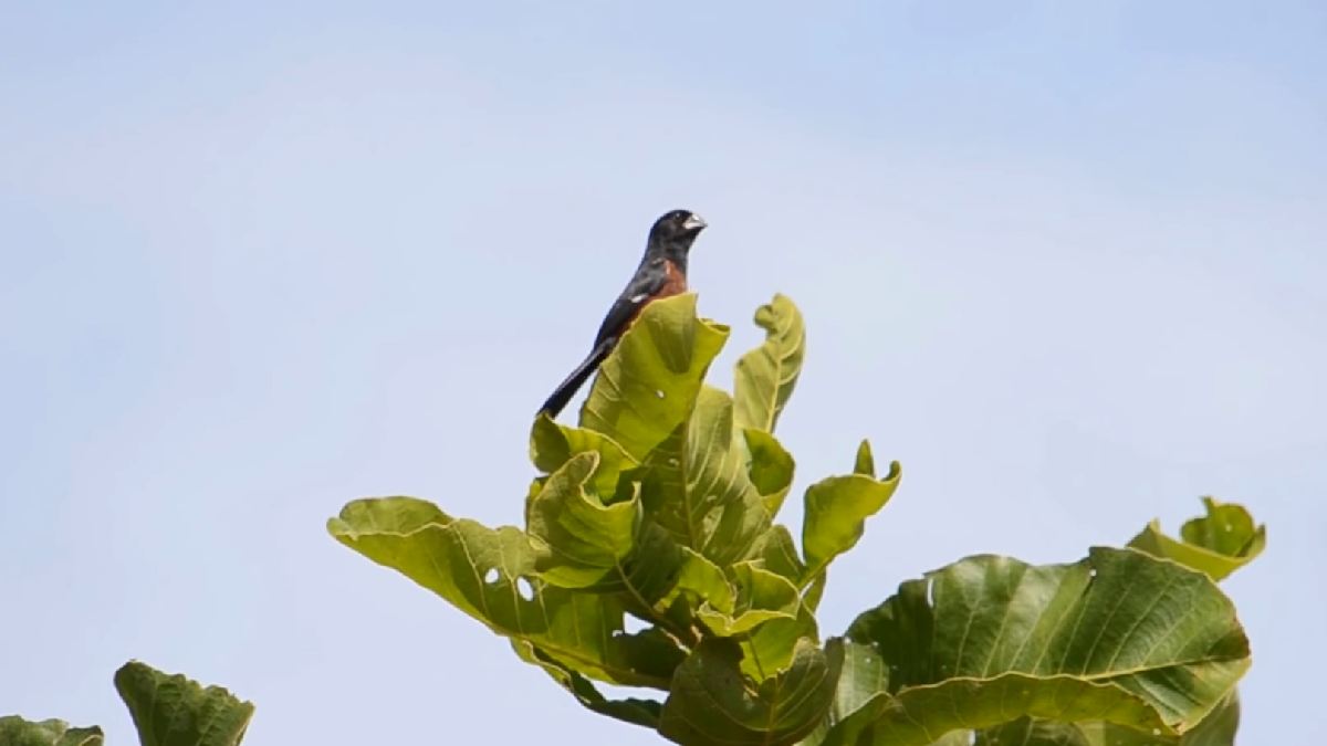 Curió (Sporophila angolensi) encontrado na Bahia | Reprodução YouTube | Leonardo R. Deconto