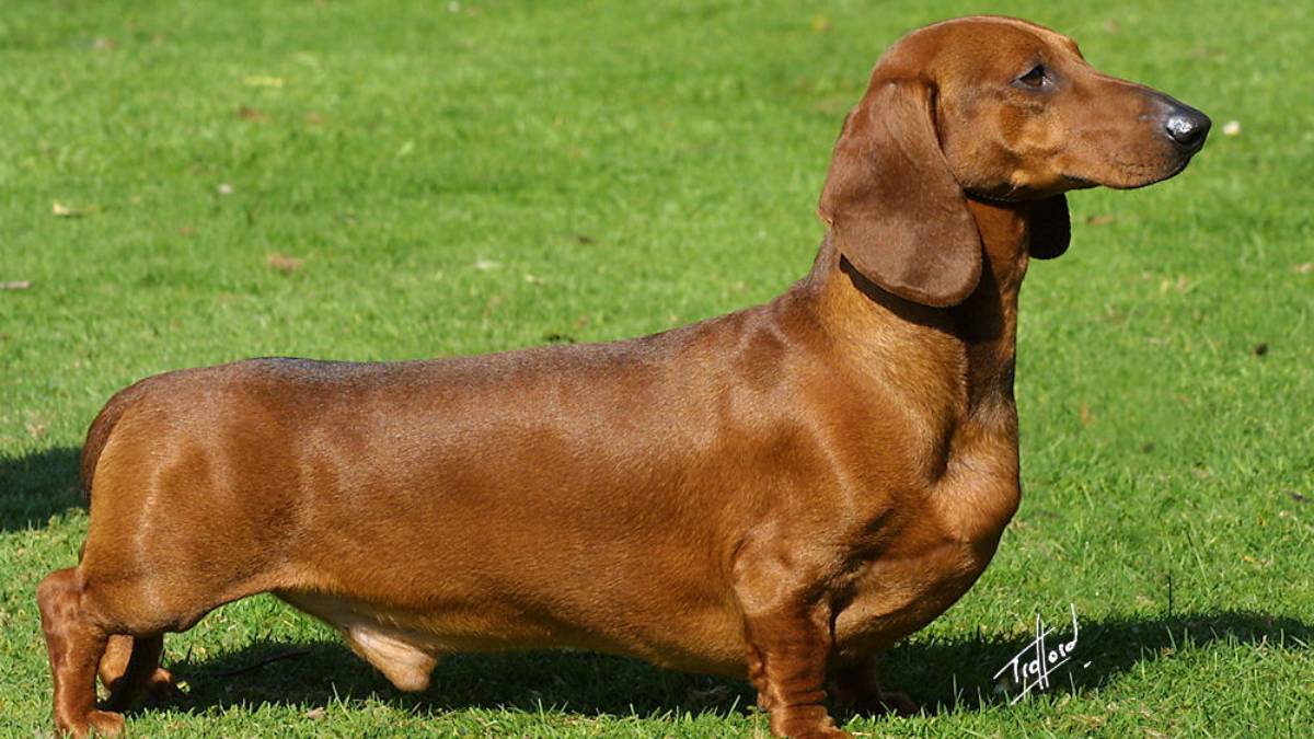 Dachshund: o salsicha limpinho Apesar do corpo alongado e da fama de teimoso, o Dachshund produz pouca oleosidade e quase não tem cheiro. Com banhos regulares e alimentação equilibrada, o odor é mínimo prova de que tamanho não define limpeza.