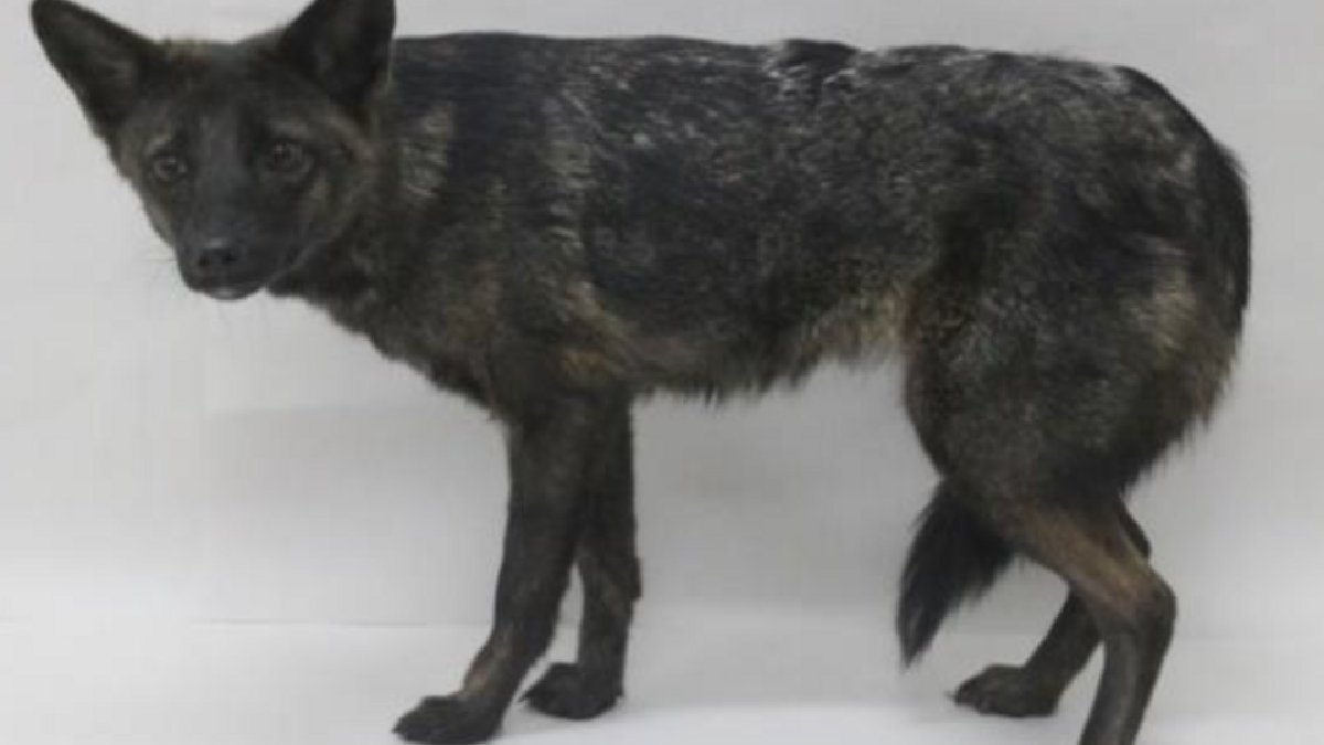 Após pesquisas cuidadoras, porém, eles concluíram que o animal era uma mistura de cachorro com graxaim-do-campo (Foto: Thales Renato O. de Freitas/Wikimedia Commons)