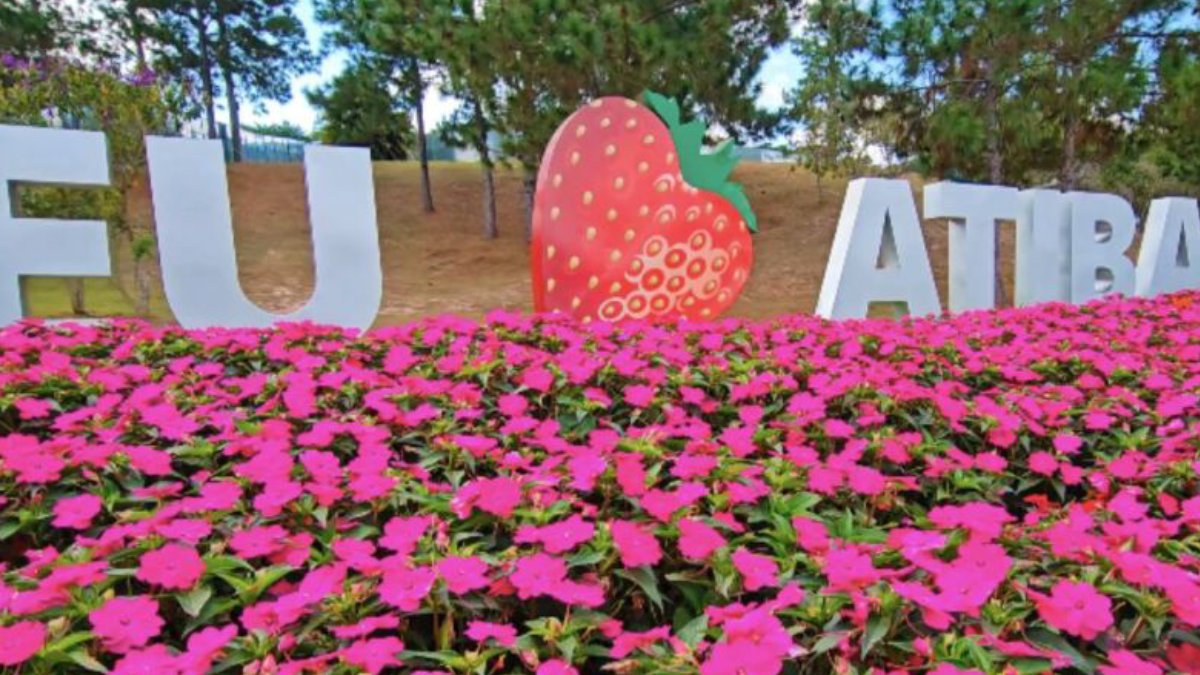 Capital dos Morangos: colheita e eventos o ano todo Conhecida como Capital dos Morangos, Atibaia celebra sua produção com festas e eventos temáticos. A experiência mais procurada é visitar os sítios rurais e colher a fruta direto do pé um passeio divertido, saboroso e fotogênico, especialmente para famílias com crianças. Foto: YouTube