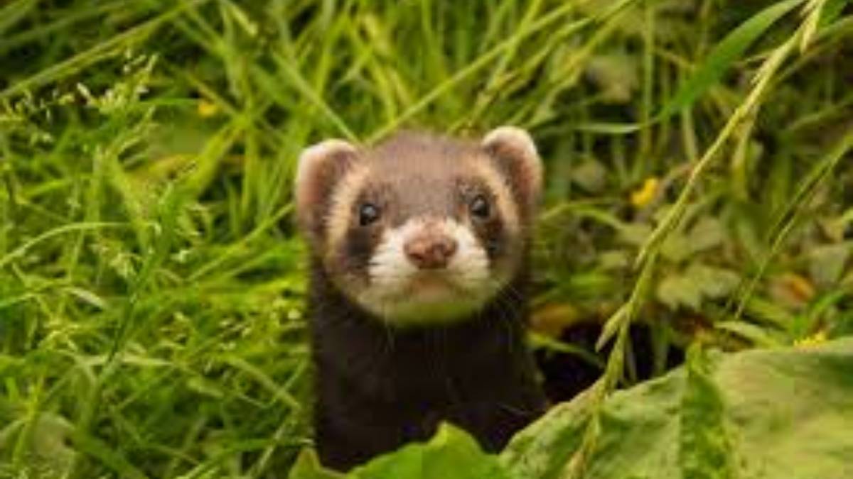 Furão O furão está se tornando popular entre os moradores de apartamento que desejam um pet exótico e dócil. Contudo, este mamífero é um caçador e carnívoro por natureza, o que significa que ele precisa de treinamento, socialização e uma dieta rica em proteínas. É obrigatório que o furão tenha um chip de identificação e um passaporte. Porte: pequeno (até 2 kg). Expectativa de vida: entre 6 e 9 anos. Foto:PxHere