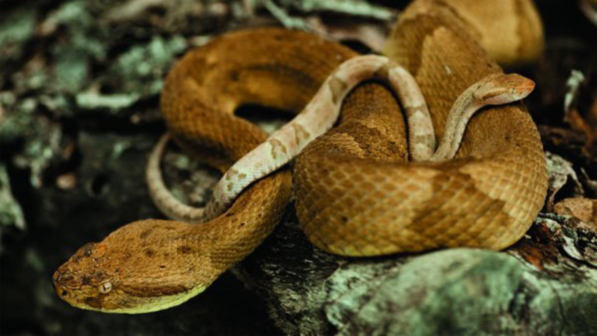 Como a dieta da jararaca é formada principalmente por pássaros, o veneno evoluiu para agir de forma quase imediata (Foto: Ko biet/Wikimedia Commons)