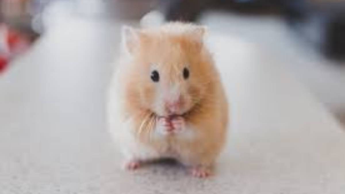 Hamster O hamster é tranquilo, ocupa pouco espaço e é ideal para tutores de primeira viagem, sendo até um dos favoritos das crianças. Estes pequenos roedores são graciosos e muito ativos, mas principalmente durante a noite, pois são animais noturnos. Garanta que a gaiola tenha serragens, túneis e uma roda para ele gastar energia. Porte: pequeno (13 a 18 cm). Expectativa de vida: 2 a 3 anos. Foto: PxHere