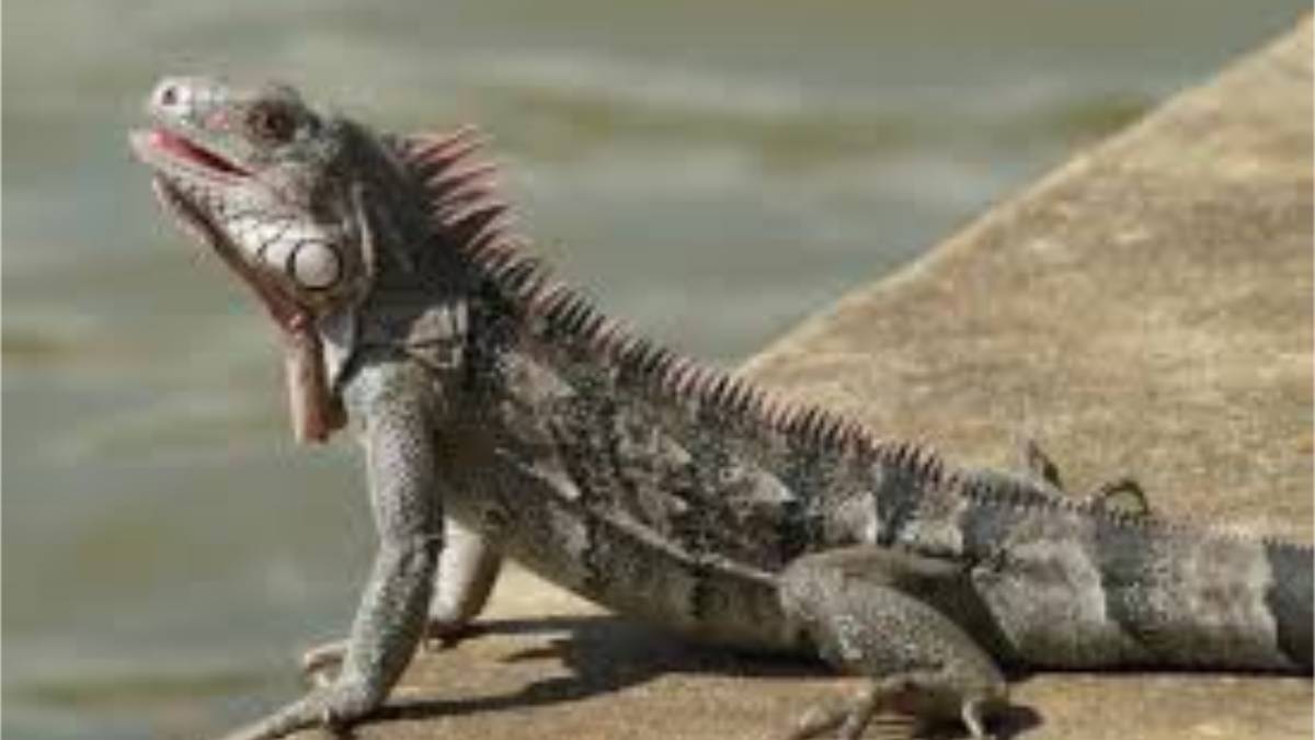 Iguana Apesar de ser um animal silvestre, a iguana costuma ser dócil e se adapta bem à vida em apartamento, desde que tenha um ambiente adequado. Ela gosta de ficar quietinha e em paz. Você deve fornecer um terrário vertical com troncos, temperatura média de 30°C e boa umidade. A adaptação exige paciência, podendo levar cerca de 3 meses. Assim como outros animais silvestres, a adoção requer autorização do IBAMA e um chip de identificação. Porte: pequeno a médio (até 2 metros). Expectativa de vida: até 30 anos. Foto: Wikimedia Commons