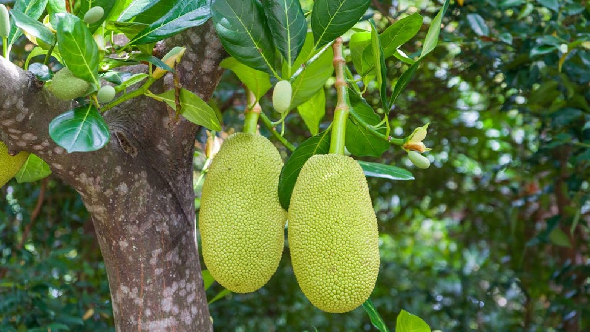 O sabor da fruta é doce, comparado com um mix de frutas como maçã, abacaxi, banana e manga. A parte mais consumida é a polpa, comestível seja madura ou ainda verde - (Azad Azahari/Pexels)