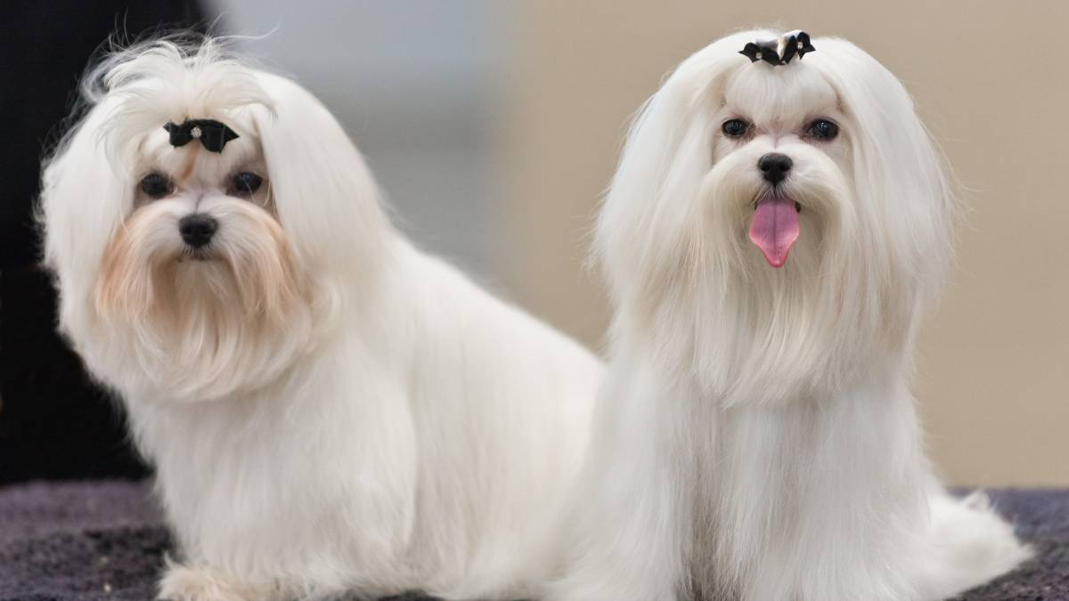 Maltês: o sofisticado sem odor Pequeno e elegante, o Maltês tem pelos longos, mas produz pouquíssima oleosidade. É uma das raças mais neutras em odor e ótima para quem compartilha o sofá ou a cama com o pet.