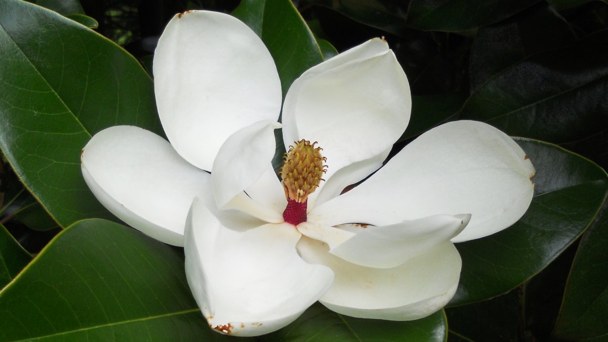 A magnólia é uma árvore de flores grandes e perfumadas que pode ser cultivada até em varandas e pequenos espaços (Foto: PxHere)